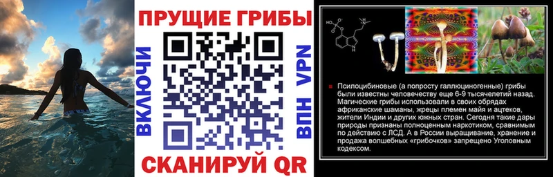 Галлюциногенные грибы Psilocybine cubensis  Чебаркуль 